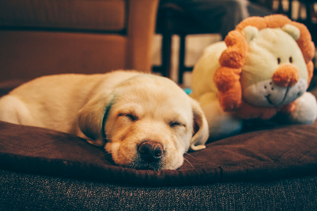 dog beds